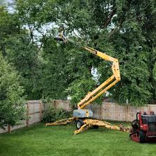  Springville, IA Tree Removal Services Pros