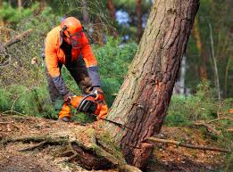 Best Root Management and Removal  in Springville, IA