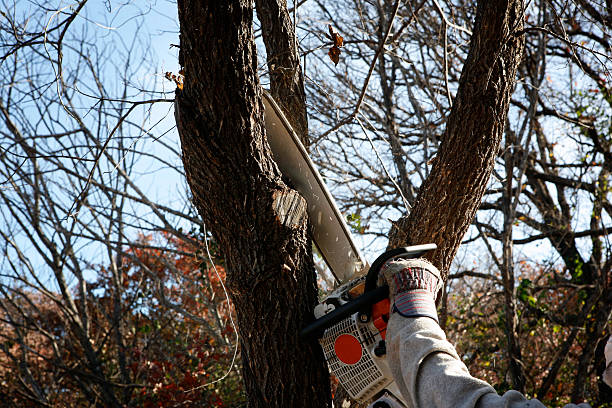 Best Residential Tree Removal  in Springville, IA