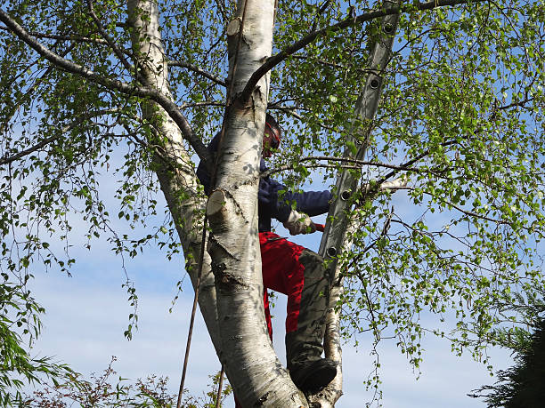 Best Tree Cabling and Bracing  in Springville, IA